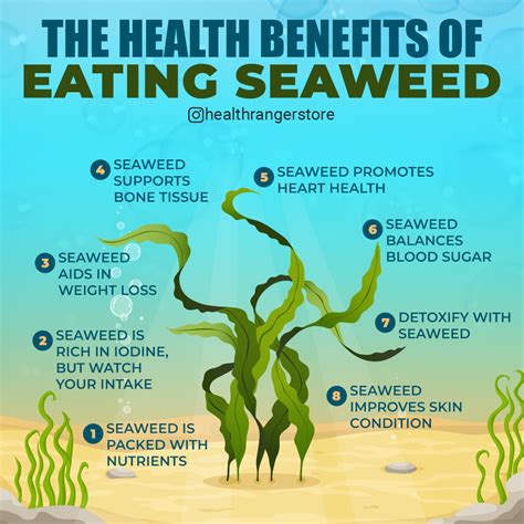 The Magic of Seaweed: A Natural Solution for Pollution in Pismo Beach